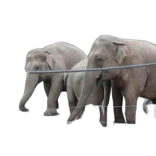 animal, concept art, three, elephants transparent PNG cut-out