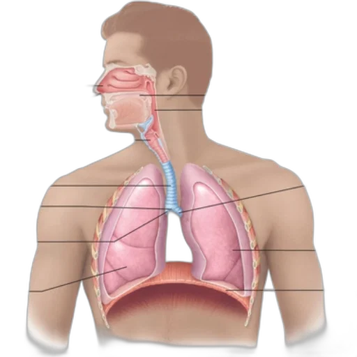 mask, face, jewelry, anatomical transparent PNG cut-out