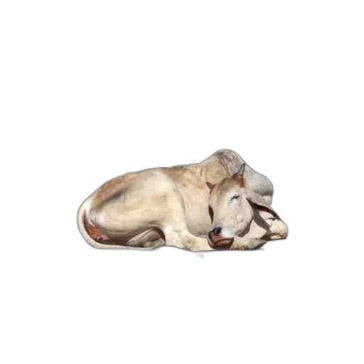 animal, staff, shoes, creature transparent PNG cut-out