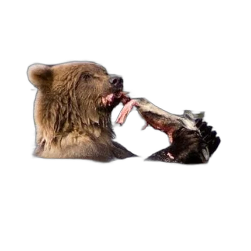 animal, food, creature, weapon transparent PNG cut-out