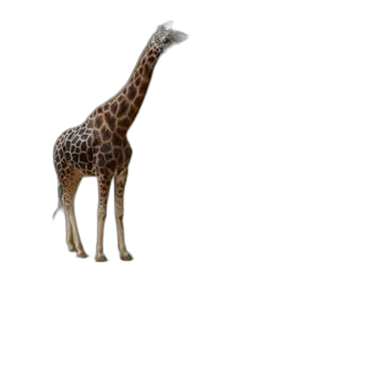animal, creature, staff, hat transparent PNG cut-out