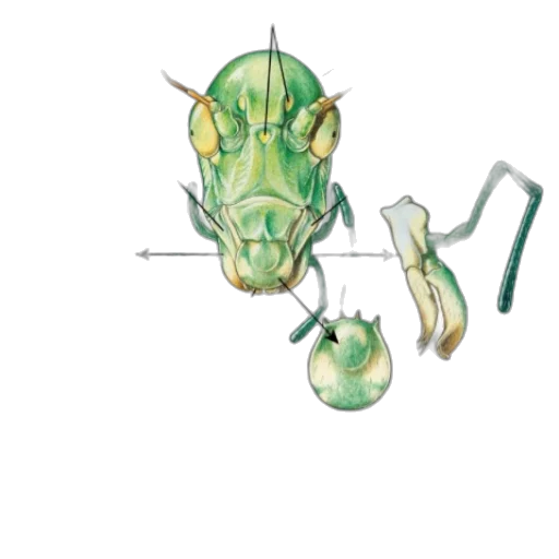 dragon, staff, animal, creature transparent PNG cut-out