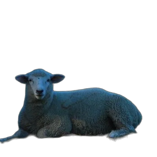 animal, creature, food, staff transparent PNG cut-out