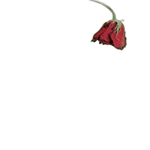flower, staff, crown, jewelry transparent PNG cut-out