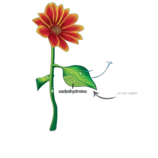 flower, staff, crown, weapon transparent PNG cut-out