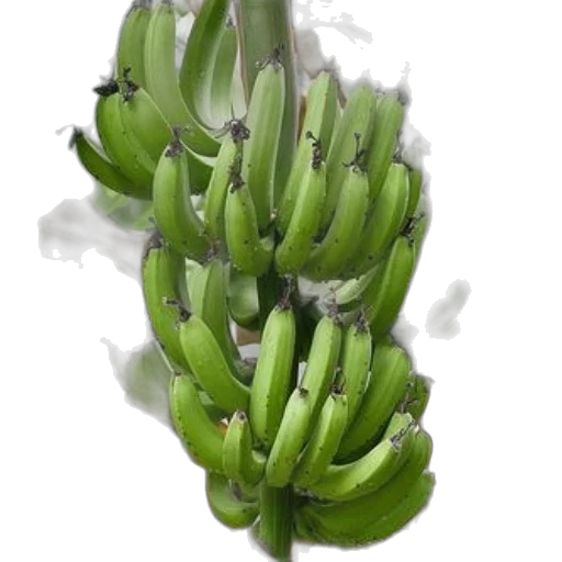 crown, flower, food, staff transparent PNG cut-out