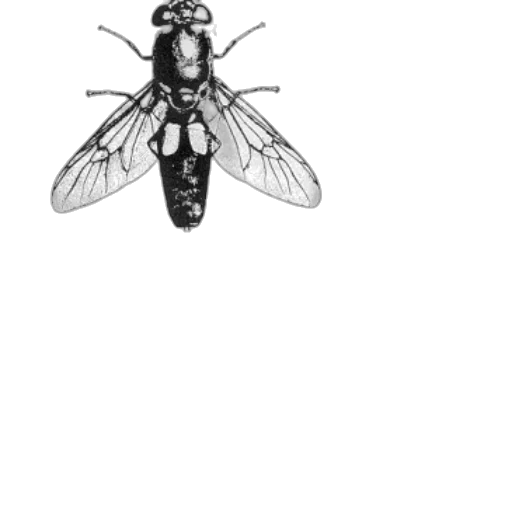 animal, staff, creature, jewelry transparent PNG cut-out