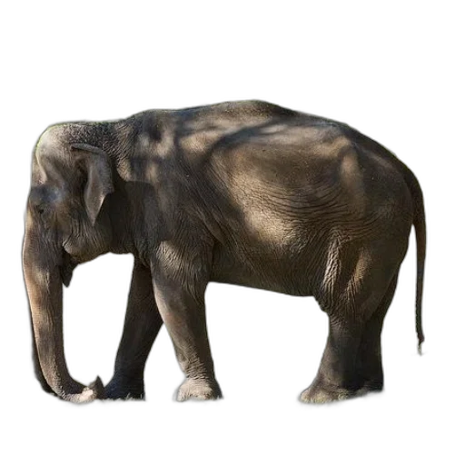 animal, creature, staff, jewelry transparent PNG cut-out