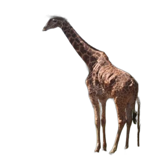 animal, creature, staff, weapon transparent PNG cut-out