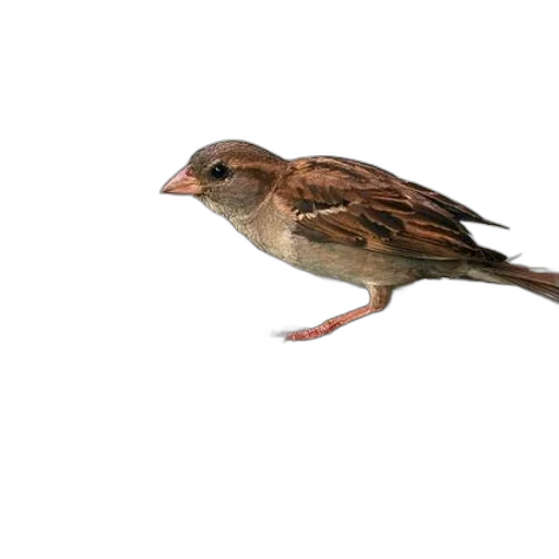 animal, creature, staff, food transparent PNG cut-out