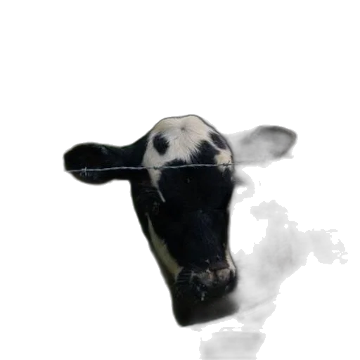 animal, mask, face, creature transparent PNG cut-out