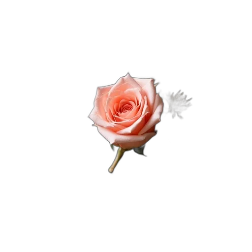 flower, staff, jewelry, crown transparent PNG cut-out
