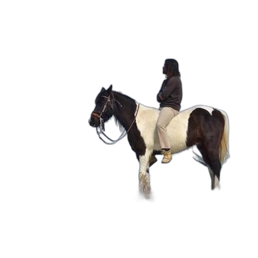 animal, staff, hat, creature transparent PNG cut-out
