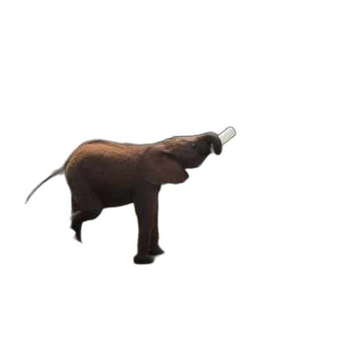 animal, staff, creature, umbrella transparent PNG cut-out