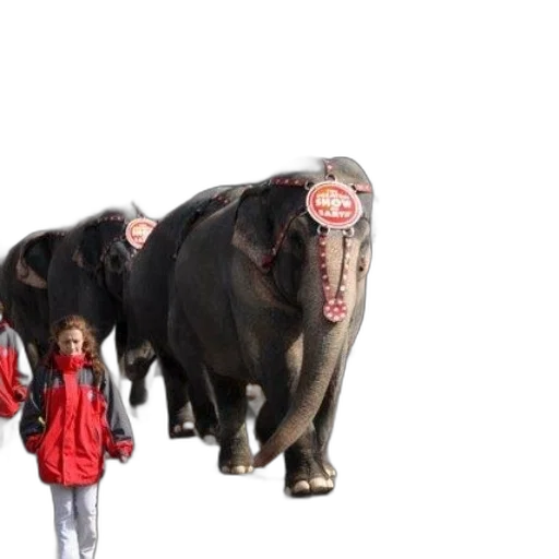 animal, parade, elephants, walking transparent PNG cut-out