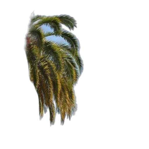 hair, hat, crown, creature transparent PNG cut-out