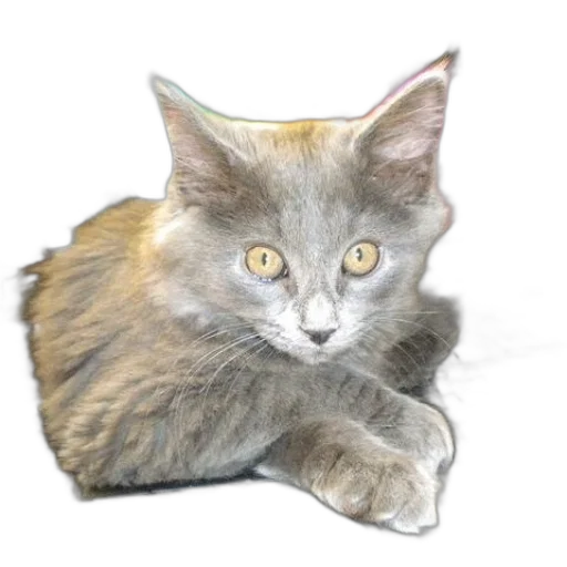 animal, staff, creature, crown transparent PNG cut-out