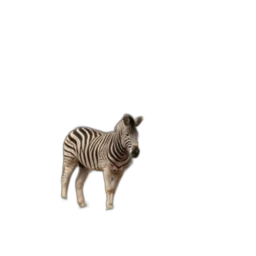 animal, creature, furniture, staff transparent PNG cut-out