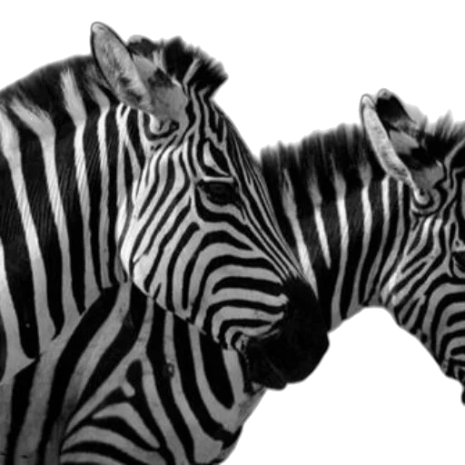 animal, jewelry, creature, photorealistic transparent PNG cut-out