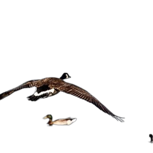 animal, concept art, photorealistic, 3d render transparent PNG cut-out