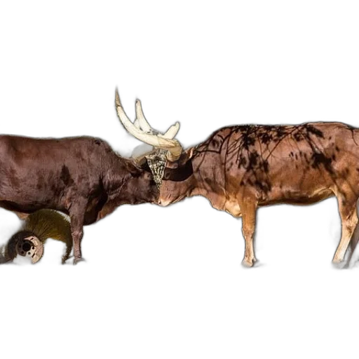 animal, crown, food, weapon transparent PNG cut-out
