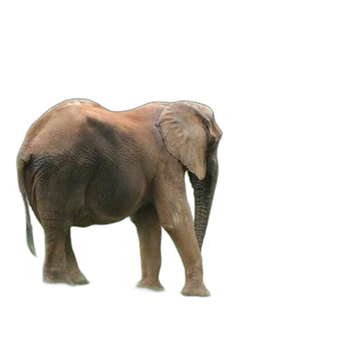 animal, creature, staff, hat transparent PNG cut-out