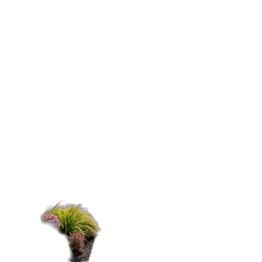 hair, tree, hat, creature transparent PNG cut-out