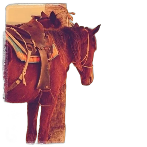animal, staff, jewelry, jacket transparent PNG cut-out