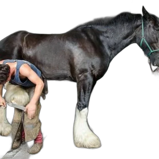animal, creature, shoes, photorealistic transparent PNG cut-out