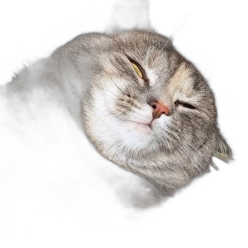 face, animal, creature, hat transparent PNG cut-out