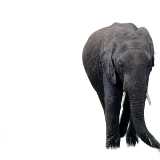 animal, creature, staff, face transparent PNG cut-out