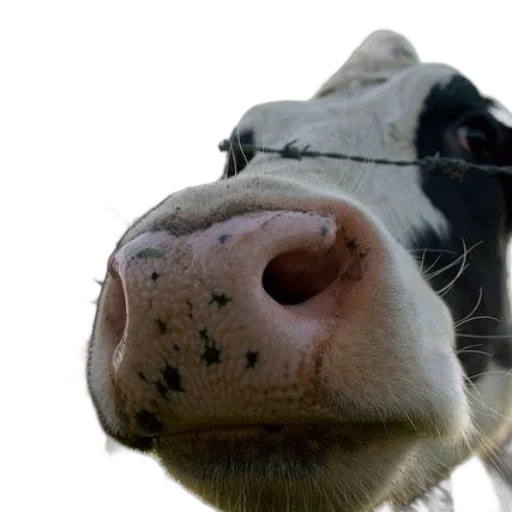 animal, face, mask, food transparent PNG cut-out