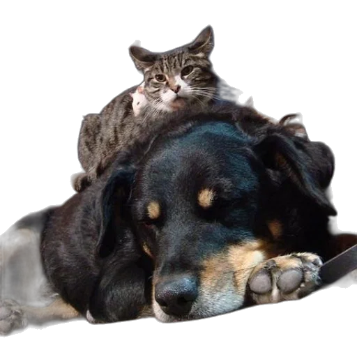 animal, creature, hat, photorealistic transparent PNG cut-out