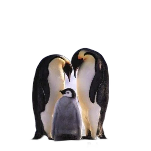 animal, creature, jacket, hat transparent PNG cut-out