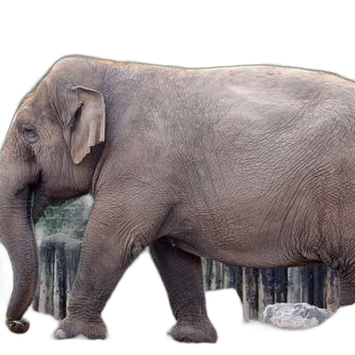 animal, creature, staff, weapon transparent PNG cut-out