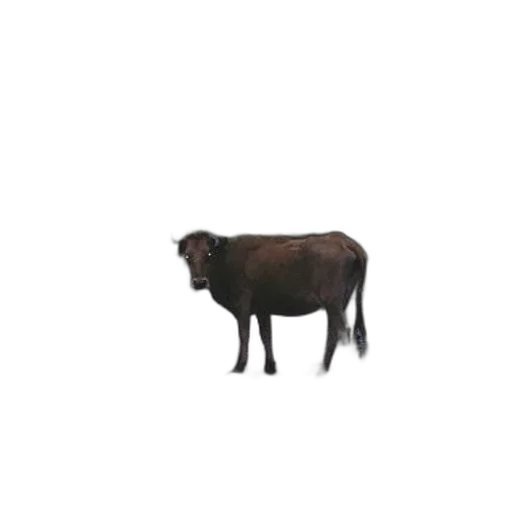 animal, creature, food, staff transparent PNG cut-out