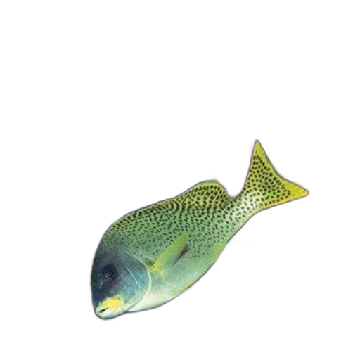 animal, staff, creature, food transparent PNG cut-out