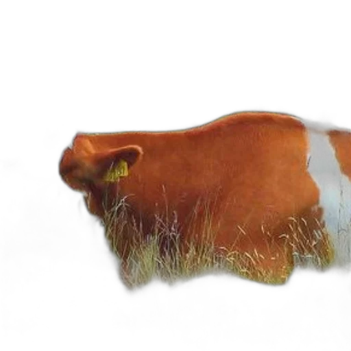 animal, food, bottle, creature transparent PNG cut-out