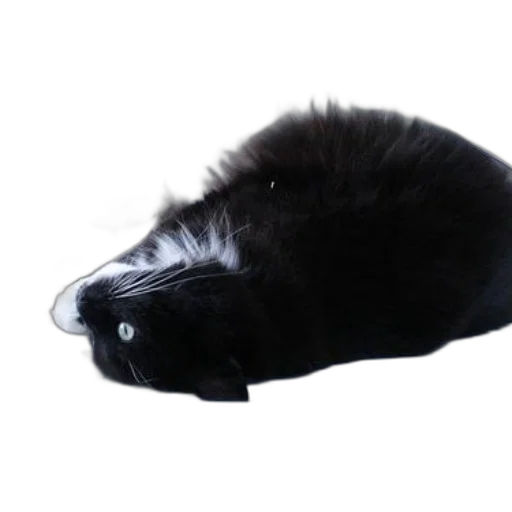 hat, animal, creature, hair transparent PNG cut-out