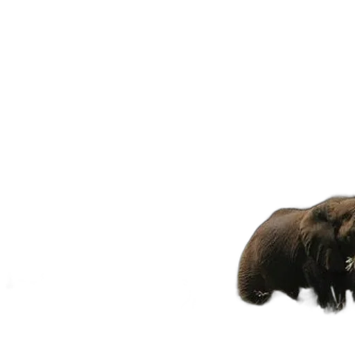 animal, creature, hair, staff transparent PNG cut-out