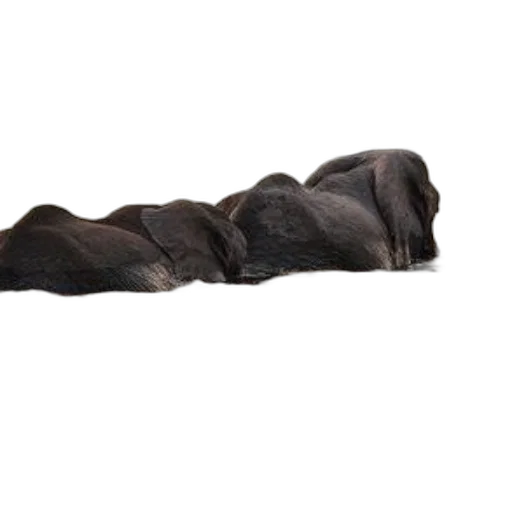 animal, staff, hair, shoes transparent PNG cut-out