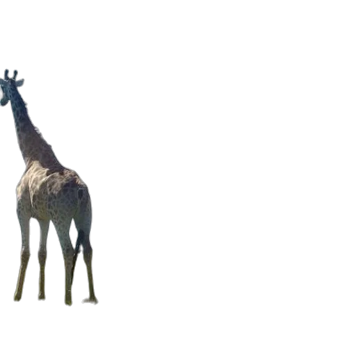 animal, creature, crown, staff transparent PNG cut-out