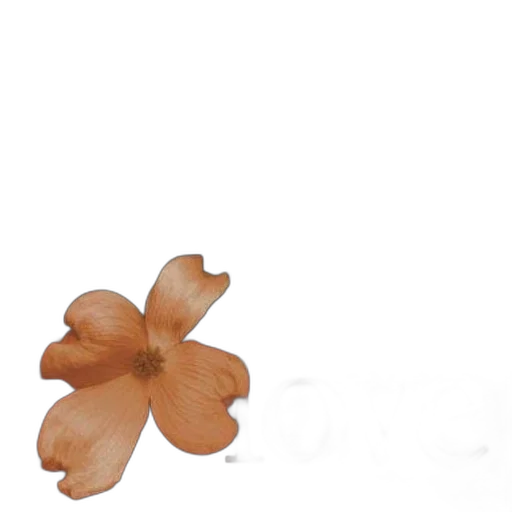 flower, crown, jewelry, hair transparent PNG cut-out