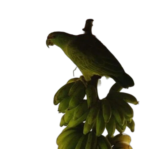 animal, staff, jewelry, creature transparent PNG cut-out
