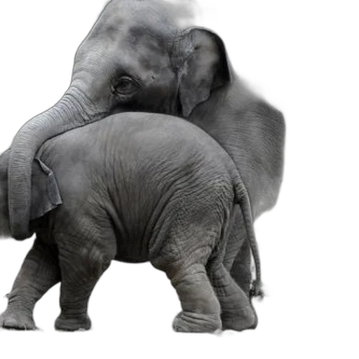 animal, creature, weapon, photorealistic transparent PNG cut-out