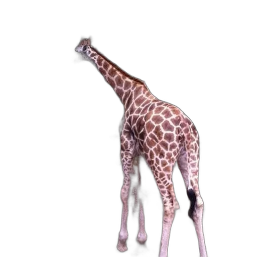 animal, creature, staff, weapon transparent PNG cut-out