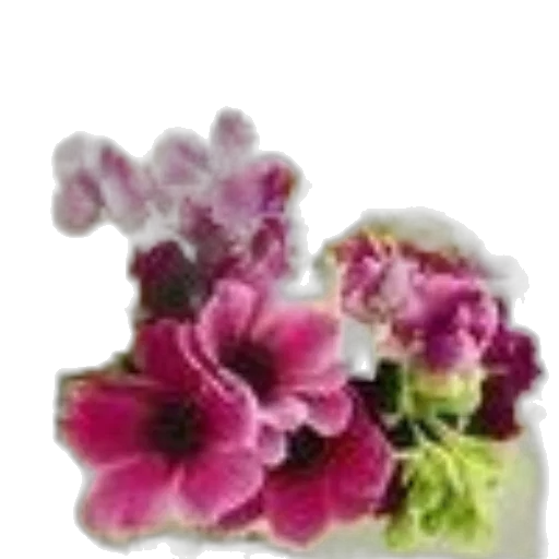 flower, jewelry, crown, food transparent PNG cut-out