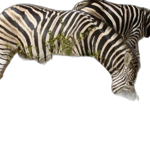 animal, creature, furniture, weapon transparent PNG cut-out