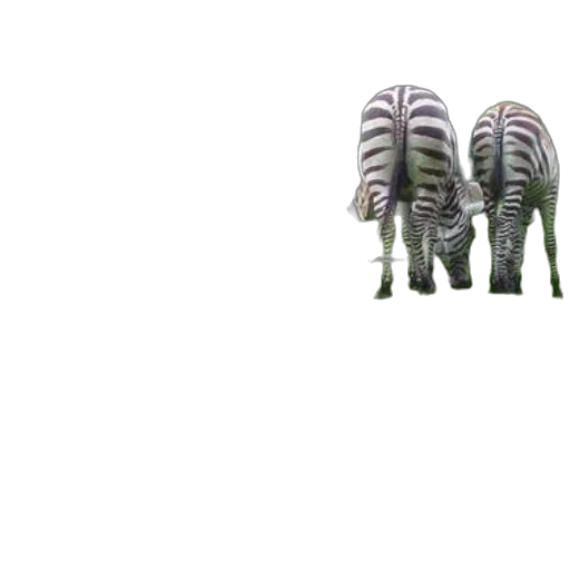 animal, creature, tree, hair transparent PNG cut-out