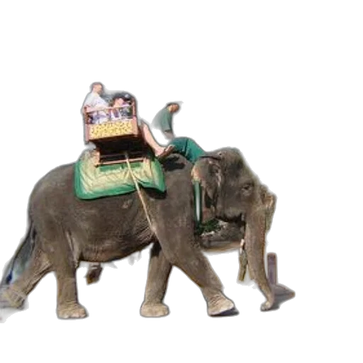 animal, 3d render, concept art, photorealistic transparent PNG cut-out